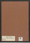 Eunotia camelus Ehrenb. (de-Toni-Nr.: Genus 104, Species 3173) Zeichnungen Sammlung Grunow Mappe 03417 (Herbarium_W_Grunow_drawings_Folder_03417)